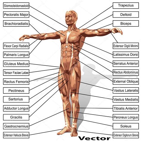 Maybe you would like to learn more about one of these? Anatomie van de mens met spieren — Stockvector © design36 ...