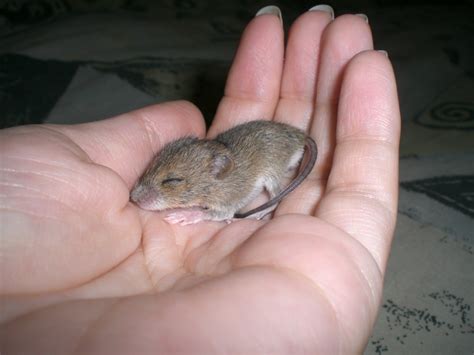 He is very affectionate and adorable. Baby mouse by PaolaCamberti on DeviantArt