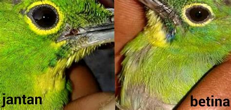 Lovebird jantan lebih rata, betina cenderung melengkung. TRICK ATAU CARA AKURAT MENGETAUI CIRI CUCAK HIJAU JANTAN ...