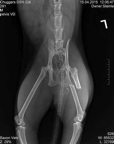 If your cat has fractures in multiple legs, she would likely be unable to walk at all.3 x trustworthy source american college of veterinary broken bones are painful so a kitten with a broken leg is likely to limp or not use the limb. Microchip Your Pets | Stories From The Surgery | Petplan