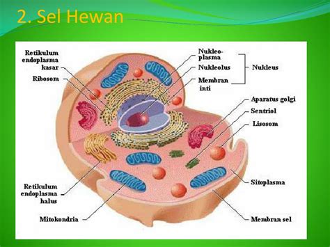 Sel hewan dan sel tumbuhan beserta fungsinya. PPT - Gambar Sel Tumbuhan Dan Sel Hewan Beserta Organelnya ...