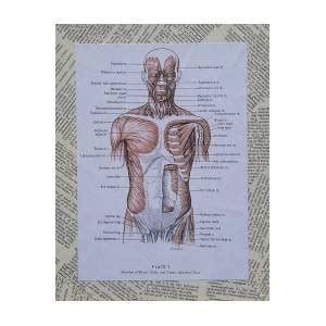 Female anatomy for artists ✅. Anatomy Of Art Muscles Of The Torso Mixed Media by Laura Walters
