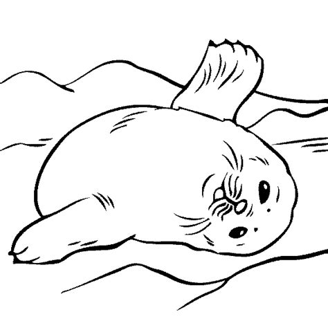 Use this lesson in your classroom, homeschooling curriculum or just as a fun kids activity that you as a parent can do with your child. Free Cute Seal Coloring, Download Free Cute Seal Coloring ...