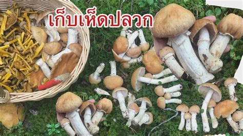 สำหรับ 'เห็ดปลวก' เป็นเห็ดโคนที่เติบโตได้ดีในสภาพธรรมชาติ ความชื้นและอุณหภูมิที่พอเหมาะ และเนื่องจากจอมปลวกเป็นแหล่งที่มีความชุ่มชื้น. เก็บเห็ดปลวก, Rimskivling ️#เก็บเห็ดสวีเดน ️12 กันยายน ...