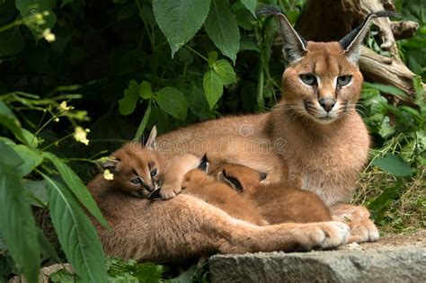 The bitrate is an upper limit, if it's too low compared to the fps and resolution. Caracal-Katze, 8-monatiges Isolat Der Miezekatze Auf ...