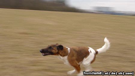 Aussehen bilder charakter geschichte züchter vereine verfügbare welpen jetzt informieren! Foxterrier Glatthaar Foto 46796 - hundund.de