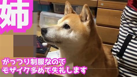Manage your video collection and share your thoughts. 柴犬小春 お姉ちゃんとお喋り。どん兵衛ベッドのありか! - YouTube