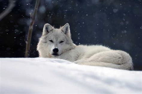 Wolf prints available as fine art prints, canvas and metal. Yellowstone Wolves | Grizzly & Wolf Discovery Center