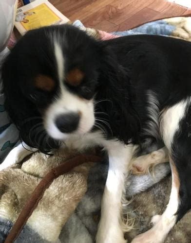 The cavalier charles spaniel is a purebred admired for its expressive eyes and beautiful look, as well as for its warmhearted temperament. Cavalier King Charles Spaniel Puppy for Sale - Adoption ...