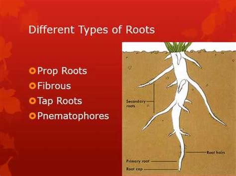 Adaptation in a population of living things happens as a result of an adaptive trait. 6.3 Plant Structural and Behavioral Adaptations - YouTube