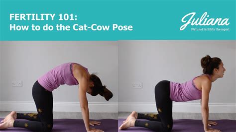 Learn the cat and cow stretch for prenatal yoga from fitness expert cait morth in this howcast workout video. Fertility 101: How to do the Cat-Cow Pose in yoga - YouTube