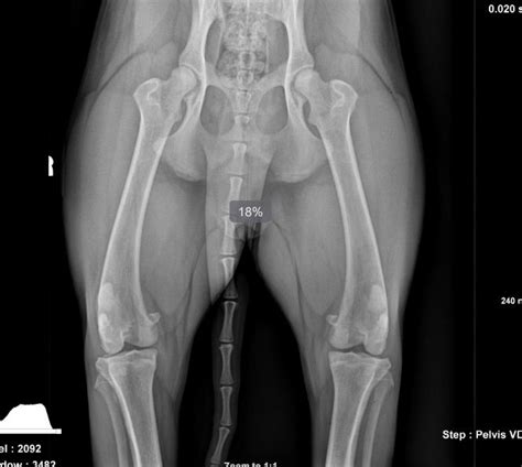 Maybe you would like to learn more about one of these? I have an x ray image of my friend's dog's knee and would ...