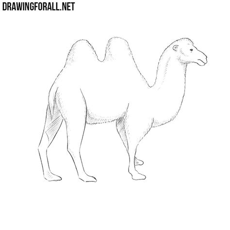 Flesh out your camel face. How to Draw a Camel | DrawingForAll.net