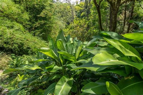 They grow especially fast and fragrant around your cactus is instantly more susceptible to this condition if you live in an area with colder temperatures. Landscape Images - Download 10,240,194 Royalty Free Photos ...