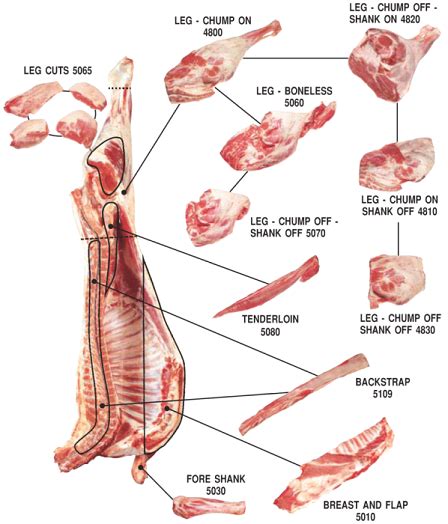 The camel meat industry doesn't just aspire to address the country's feral camel conundrum. Meat. (لحم) Laham. - The Tibb-e-Nabvi