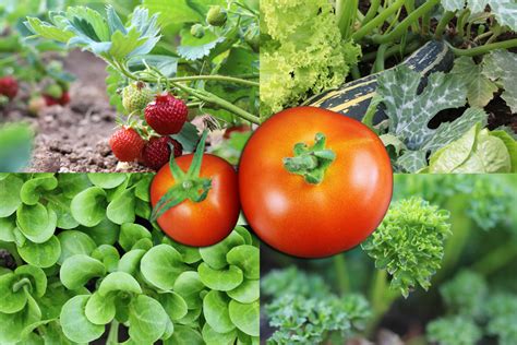Pflanzen tomaten ernten tomaten pflanzen wann tomaten pflanzen im topf tomatenpflanzen tomaten pflanzen bepflanzung kartoffeln pflanzen tomatensamen. Mischkultur bei Tomaten - was kann man zusammen pflanzen ...