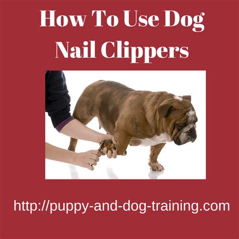 Caroline spencer, ancol expert, explains how to use the ancol ergo nail clippers. Learning How To Use Dog Nail Clippers | Puppy and Dog Training