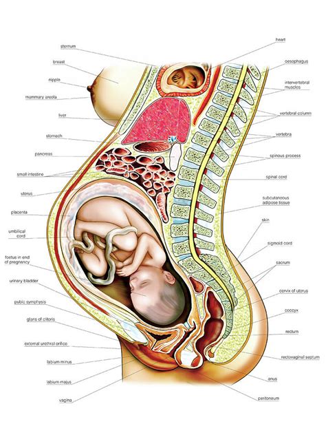We did not find results for: Pregnant Woman Photograph by Asklepios Medical Atlas