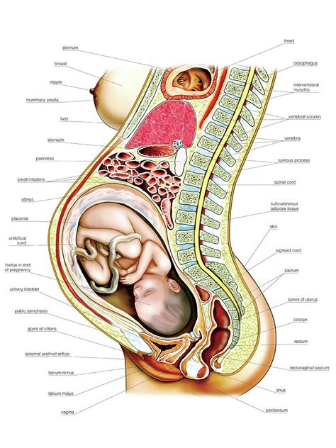 Abdominal wall intact (upper row: Pregnant Woman Photograph by Asklepios Medical Atlas