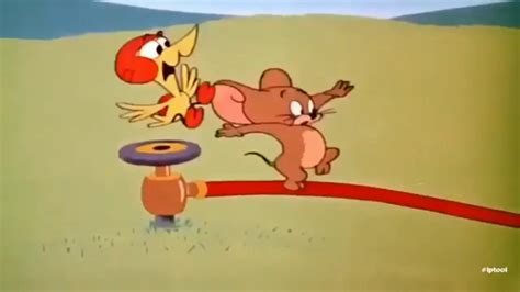 On a farm, a momma duck goes out for a swim, leaving behind an egg in her nest. Tom and Jerry7. - YouTube