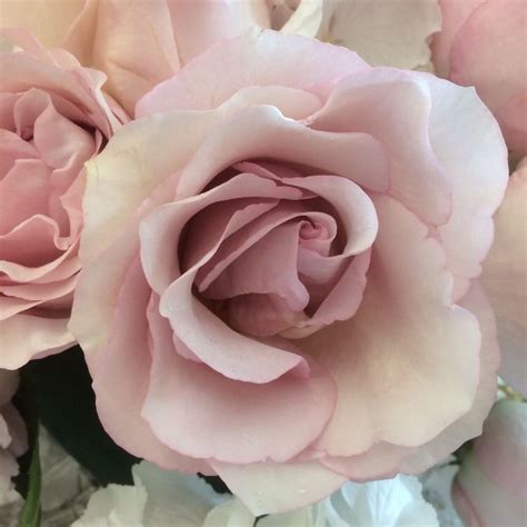 View their personal photography portfolio on pexels →. Secret Garden rose (With images) | Secret garden, Flowers ...
