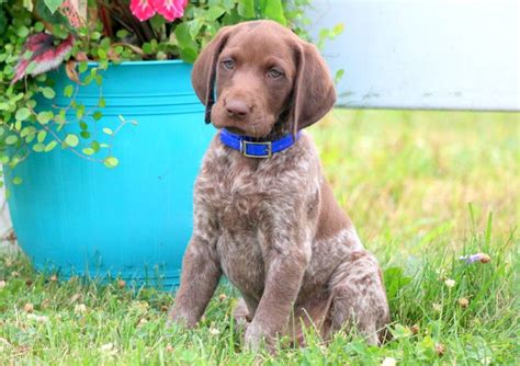 German shorthaired pointer puppy for sale in penns creek, pa, usa. Scott | German Shorthaired Pointer Puppy For Sale ...