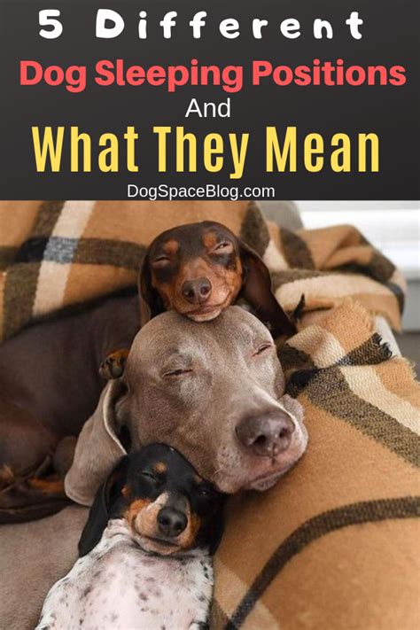 Cats' sleeping positions can reveal a lot about their personality, health and how they are feeling. 5 Different Dog Sleeping Positions And What They Mean ...