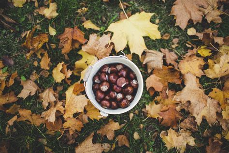 Discover free stock photos websites with high quality images. Collect Chestnuts » FREE for commercial use photos.