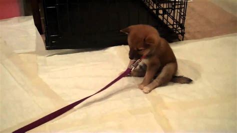 They respond to the love and care and become active, friendly, curious and very social. Shiba Inu 7 week old puppy falling asleep- Keiko - YouTube