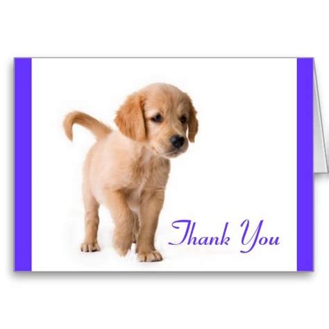 Golden retrievers puppies are relatively easy to train, and your puppy should be reliably going potty outside within a month! Thank You Golden Retriever Puppy Dog Greeting Card ...
