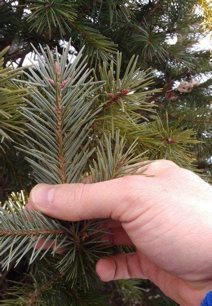 Some species of pines (e.g. Tree Identification While Snowshoeing: Pines Aren't The ...