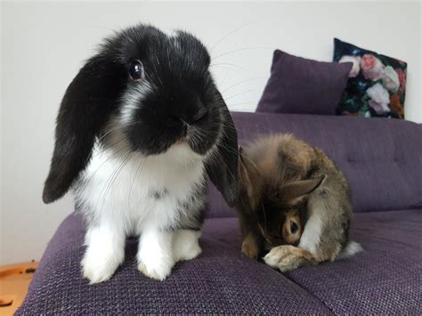 There are many things to consider when purchasing a pet. rabbits: the intelligent, loving, and often misunderstood pet