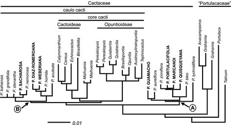 Both cacti and euphorbias tend to be stem succulents, that is, they store moisture in swollen stems, both tend to very spiny and both include a variety of species of all different shapes. PDF Pereskia and the origin of the cactus life-form ...