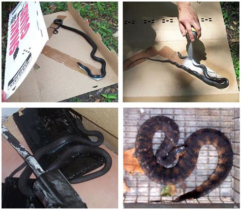 It's comprised of a noose, often made with a robust string or wire. Snake Trapping - Traps for Snakes