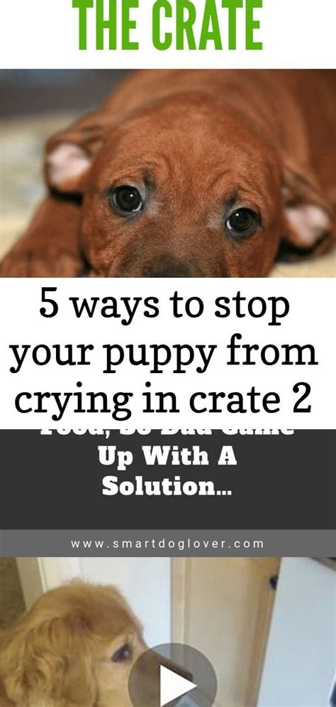 Aggresive, barking, poor recall response, etc 5 ways to stop your puppy from crying in crate 2 | Puppies ...