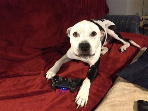 Hd wallpapers and background images. Pin by JASON NALLY on PlayStation Life | Dogs, Animals ...