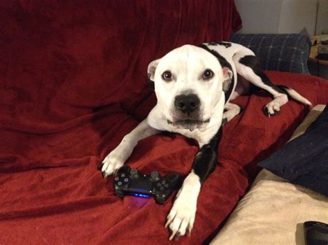 Multiple sizes available for all screen. Pin by JASON NALLY on PlayStation Life | Dogs, Animals ...