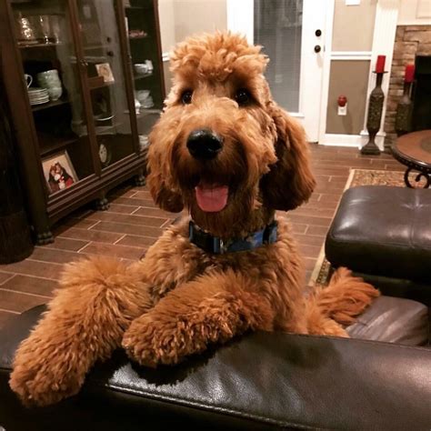 Her mom is a golden retriever and dad a poodle. F1b Goldendoodles | Goldendoodle puppy for sale ...