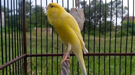 Dan pastikan anda memotong nya menjadi lebih menarik untuk di tonton. Masteran Suara Burung Kenari Gacor Durasi Panjang - Jernih ...