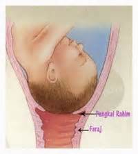 Turun berok adalah keluarnya organ berupa benjolan, karena jaringan ikat di sekitarnya lemah. My Random Thoughts: Tanda-tanda nak bersalin
