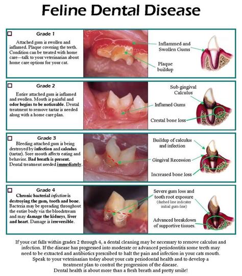 Dental mouth chart wiring diagram general helper. Feline dental disease | Animal Info./Care/Charts/Help/Vet ...