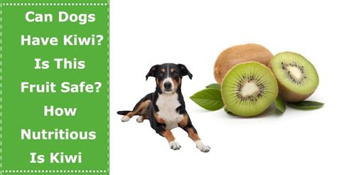 We did not find results for: Can Dogs Have Kiwi? Is This Fruit Safe For Dogs? How ...