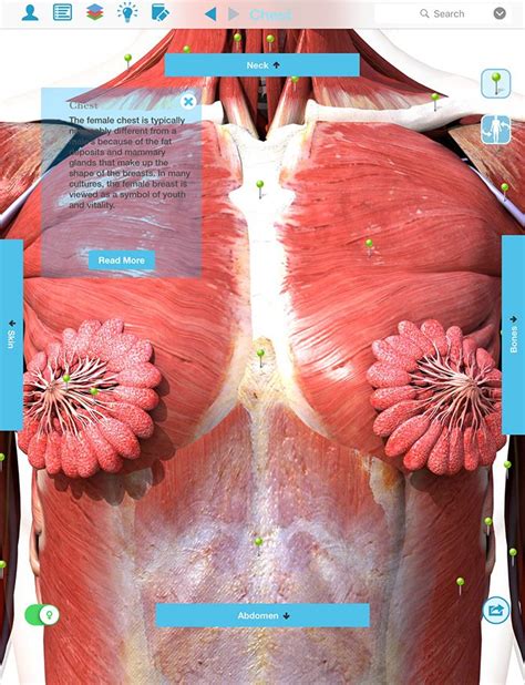 Meet your pectoralis major and pectoralis minor. Chest Muscles Diagram : Don't Freak Out About That Viral ...