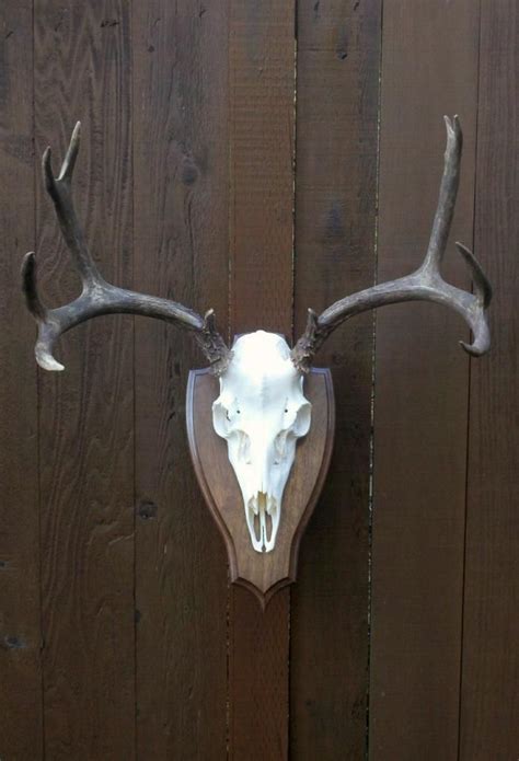 Check out our deer antler mount selection for the very best in unique or custom, handmade pieces from our home decor shops. Pin on for my home