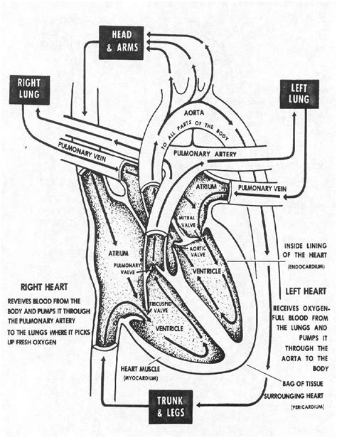 Heart is a muscular organ that functions as the body's when your kids have finished coloring these free printable anatomy coloring pages online, cut out the diagrams and create an anatomy coloring book. Heart Circulatory System Coloring Pages | Heart coloring ...