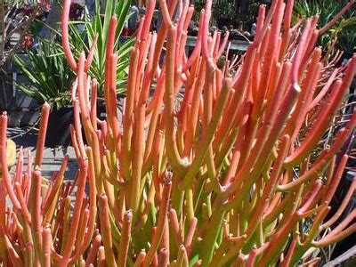 The saguaro cactus has one tap root that is only about three feet long. Cactus Varieties | Arizona | SummerWinds Nursery