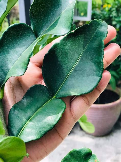 Tak lupa gak, ia dikatakan dapat mengatasi masalah badan berbau. Cara Ni Kalau Buat, Makin Banyak Tunas Pokok & Limau Purut ...