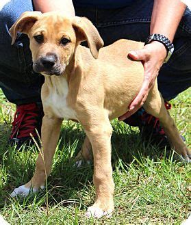 A tiny chihuahua puppy and a giant great dane have formed an unlikely bond after meeting at an animal rescue in california. Great Dane Lab Mix Puppies Rescue