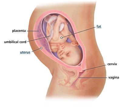 Beberapa minggu sebelum bersalin, anda akan perasan badan bayi mula turun kebawah dan berada dibawah perut dengan posisi kepada di bawah. Baiti Jannati: Baby dah berkedudukan normal 37 minggu
