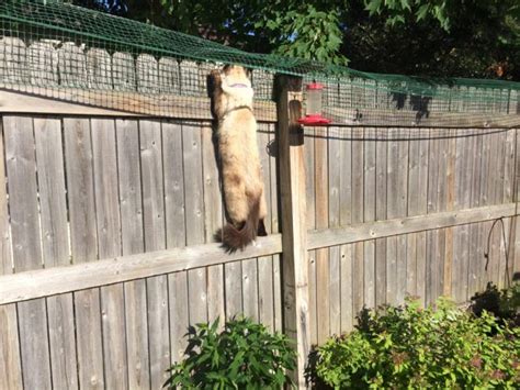 Disciplining your cat doesn't always have to be active. Cat Containment Fence: One Reader Shares How He Contains ...